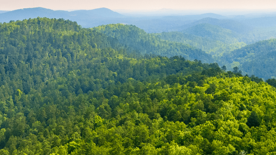 Arial view of forest